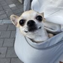 카페봉다리 이미지