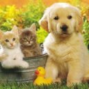 슈슈 동물병원 이미지