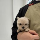 광주강아지분양 마마스미독 24시 광주봉선점 이미지