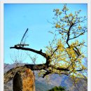 산수유꽃길로 이미지