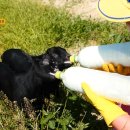 반도흑염소 농장 이미지