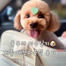 커먼독 이미지