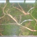 산삼수산 이미지