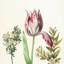 보테니컬 아트 이미지