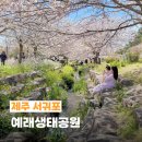 머스트고 | 제주도 서귀포 봄여행 벚꽃 명소 예래생태공원 중문 가볼만한곳