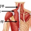 핏앤힐 (Fit and Hill) | 약수역 PT:) 승모근