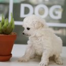 곱슬곱슬 이미지