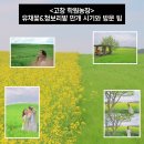 산의농장 | 고창 | <학원농장 유채꽃, 청보리밭 축제>꿀팁, 먹거리 추천, 주차비(지역화폐 환급)