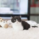인천 강아지고양이 분양 미유펫 이미지