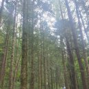 척천리경로당 | 탄산과 철분 함량이 높은 강원도 진부면 방아다리 약수터, 전나무 숲길 체험