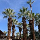 팜스프링스 | LA 여행｜팜스프링스 샘스 패밀리 스파 후기 (가성비·아이 동반 추천)