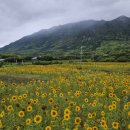 [임병식의 일본, 일본인 이야기 9] 천년 삼나무 일본 섬에 상륙한 현대차 이미지
