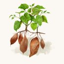 펫어스 이미지