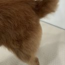 폼#반려견미용실 네이버블로그