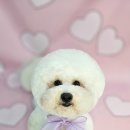 멍보드레 이미지