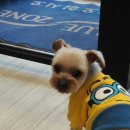 오렌지독하우스 이미지