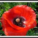 행복나무 이미지