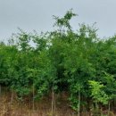 시진농장 이미지