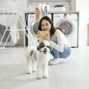 수 애견미용 네이버블로그