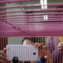 호빈조류새농장 이미지