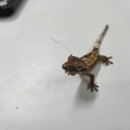 상상샵 | 마산동파충류샵 처음 방문인데 만족도 높았던 상상게코 후기 :)