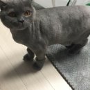 댕댕쌀롱 이미지