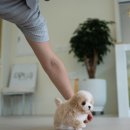 퍼피데일리 이미지