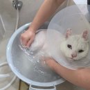 고양이 미용실 방울선생 | 대전 세종 고양이 미용 위생 미용 추천 이쁘냥 고양이미용실 이용 후기