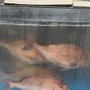 정화중화요리 | 결혼기념일, 남편 몫까지 먹었다 [판교] 사카나야