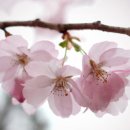 세자매몰