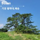 두호마을회관 | 부산 기장 죽성 드림세트장 인근 볼거리 황학대 죽성리 해송