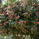 서천 마량리 동백나무 숲 이미지