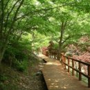 죽도상화원 고창 선운사단풍 당일 이미지