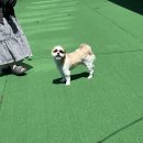 카페헤이 - 동구 대학로 62-19 | 운정강아지카페 헤이퍼피 후기 | 운정애견동반카페, 운정데이트 추천