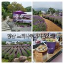 부산우체국 | 느티나무의사랑카페] 양산 라벤더축제(26.05.08~06.21) 라벤더실시간후기 대중교통가는법 라벤더축제입장료