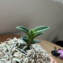 두엽농장 이미지