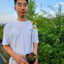 뒤뜰농장 | 가시오갈피 나무 2년 3년 묘목 토종 가시오가피 직접 심어본 솔직 후기!