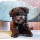 토이켄넬 | 토이 푸들 브리더 분양방법 후기