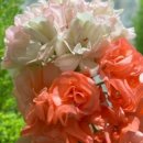 샐리네 살롱 이미지