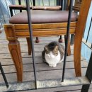 옛날순대국 이미지