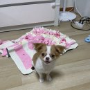 사랑스러운 분양후기
