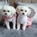 룰루랄라 이미지