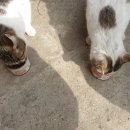 다대동물병원 이미지