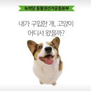 페북에 논란된 강아지 학대에 이은 또다른 강아지 학대 이미지