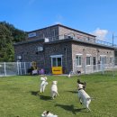 딩동댕댕 애견유치원 이미지