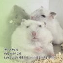 펫엔글라이더본점&로던트클럽 광주 | 광주 고양이분양 펫엔글라이더 본점 로던트클럽 광주 방문 후기, 나의 새로운 가족을 만나다!