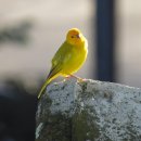 카나리아 이미지