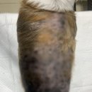 숲속 동물병원 이미지