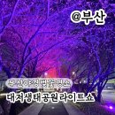 (주)라이트 | 부산 야경 벚꽃 명소 대저생태공원 벚꽃 라이트쇼 실시간 후기