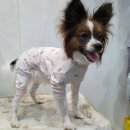 펫옷 | 강아지 진드기방지 여름 산책 강아지옷 추천 | 베일리펫 쿨링 버그가드 메쉬 올인원 내돈내산 후기